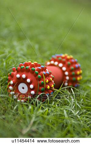 Picture - Close-up of a chew toy on grass. Fotosearch