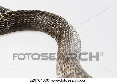 Stock Image - Close-up of a cobra changing its skin. Fotosearch