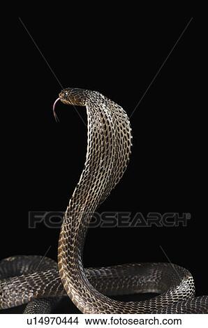 Close-up of a cobra flicking its tongue out View Large Photo Image Picture - Close-up of a cobra flicking its tongue out. Fotosearch