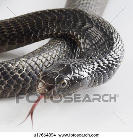 Close-up of a cobra flicking its tongue out View Large Photo Image Picture - Close-up of a cobra flicking its tongue out. Fotosearch