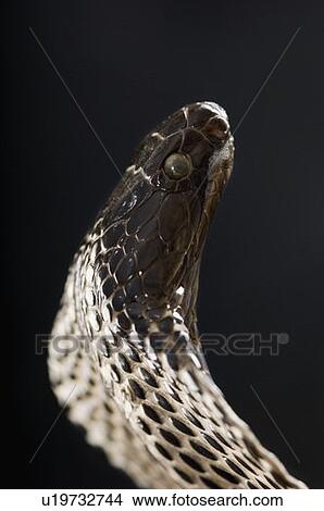 Picture - Close-up of a cobra. Fotosearch