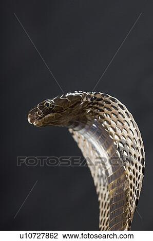 Close-up of a cobra View Large Photo Image Stock Image - Close-up of a cobra. Fotosearch
