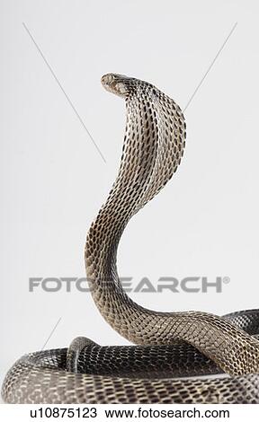 Stock Image - Close-up of a cobra. Fotosearch