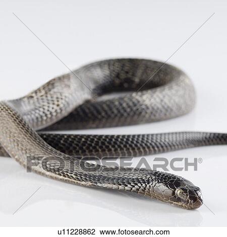 Stock Image - Close-up of a cobra. Fotosearch