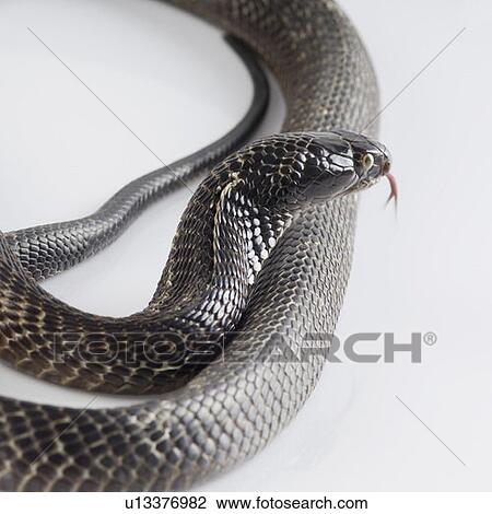 Stock Image - Close-up of a cobra. Fotosearch