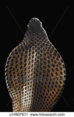 Close-up of a cobra View Large Photo Image Stock Image - Close-up of a cobra. Fotosearch