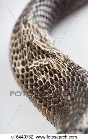 Stock Image - Close-up of a cobra. Fotosearch