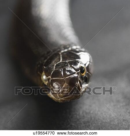 Stock Image - Close-up of a cobra. Fotosearch