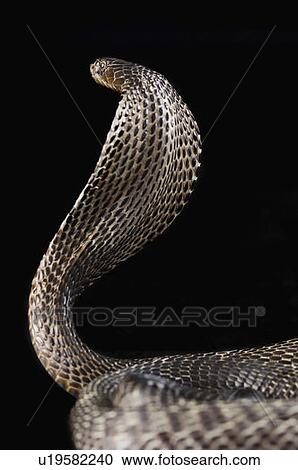 Stock Image - Close-up of a cobra. Fotosearch