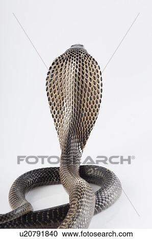 Stock Image - Close-up of a cobra. Fotosearch