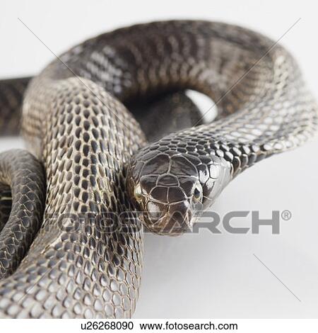 Stock Image - Close-up of a cobra. Fotosearch