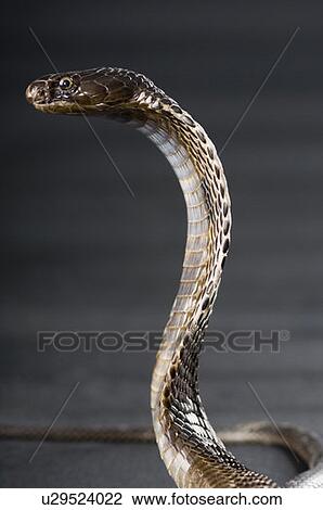 Stock Image - Close-up of a cobra. Fotosearch