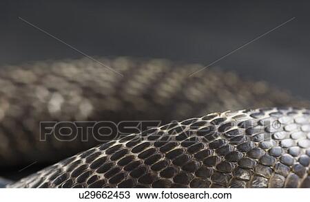 Stock Image - Close-up of a cobra. Fotosearch