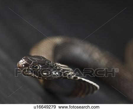 Stock Photo - Close-up of a cobra. Fotosearch