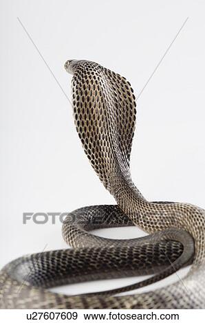 Stock Photo - Close-up of a cobra. Fotosearch
