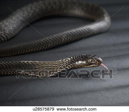 Stock Photo - Close-up of a cobra. Fotosearch