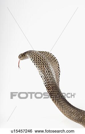 Stock Photograph - Close-up of a cobra. Fotosearch