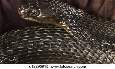 Stock Photography - Close-up of a cobra. Fotosearch