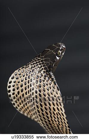 Stock Photography - Close-up of a cobra. Fotosearch