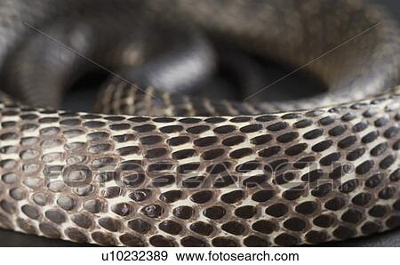 Close-up of a curled up cobra View Large Photo Image Stock Photo - Close-up of a curled up cobra. Fotosearch