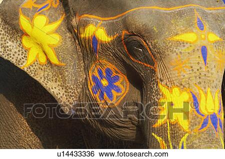 Close-up of a decorated elephant View Large Photo Image Stock Photograph - Close-up of a decorated elephant. Fotosearch