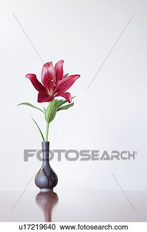 Close-up of a flower vase View Large Photo Image Stock Image - Close-up of a flower vase. Fotosearch