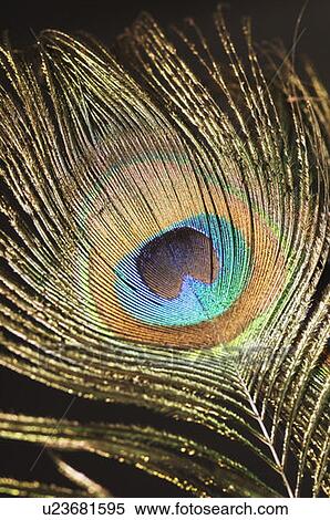 Stock Photography - Close-up of a peacock feather. Fotosearch