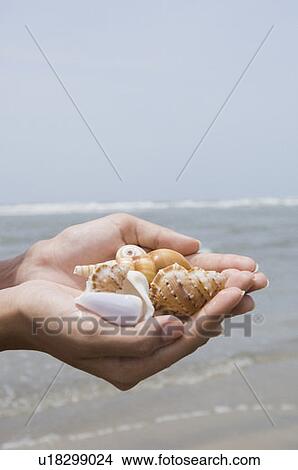 Close-up of a person's hand holding conch shells View Large Photo Image Picture - Close-up of a person's hand holding conch shells. Fotosearch