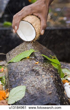 Close-up of a person's hand making a religious offering of coconut, Tirupati, Tirumala Venkateswara Temple, Tirumala, Andhra Pradesh, India View Large Photo Image Stock Image - Close-up of a person's hand making a religious offering of coconut, Tirupati, Tirumala Venkateswara Temple, Tirumala, Andhra Pradesh, India. Fotosearch