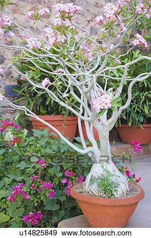 Stock Photo - Close-up of a potted plant. Fotosearch
