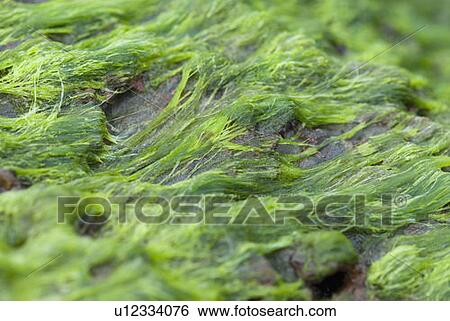 Close-up of a rock covered with moss View Large Photo Image Stock Photograph - Close-up of a rock covered with moss. Fotosearch
