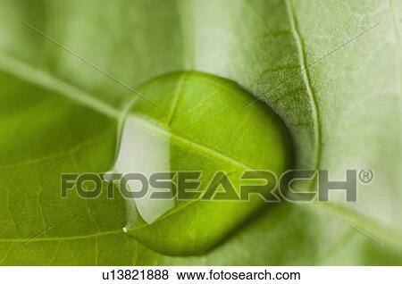 Close-up of a water drop on a green leaf View Large Photo Image Stock Photo - Close-up of a water drop on a green leaf. Fotosearch