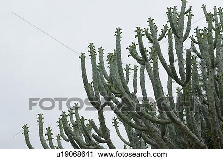 Stock Image - Close-up of cactus. Fotosearch