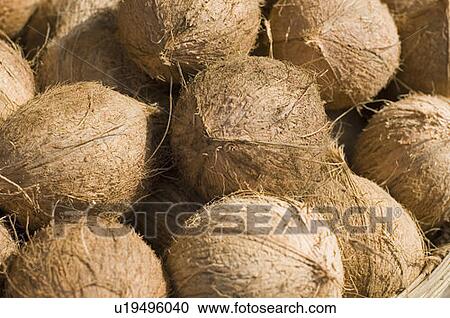 Close-up of coconuts View Large Photo Image Stock Image - Close-up of coconuts. Fotosearch