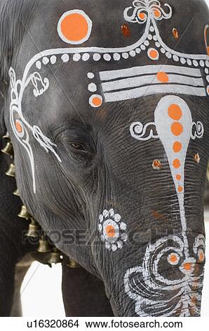 Picture - Close-up of elephant's head decorated with paint, Kamakshi Amman Temple, Kanchipuram, Tamil Nadu, India. Fotosearch