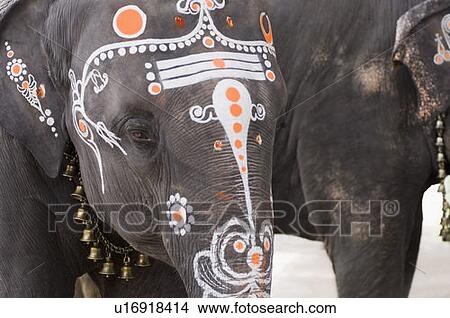 Close-up of elephant's head decorated with paint, Kamakshi Amman Temple, Kanchipuram, Tamil Nadu, India View Large Photo Image Picture - Close-up of elephant's head decorated with paint, Kamakshi Amman Temple, Kanchipuram, Tamil Nadu, India. Fotosearch