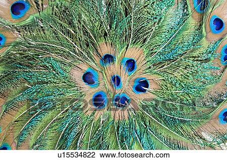 Stock Image - Close-up of feathers of a peacock. Fotosearch