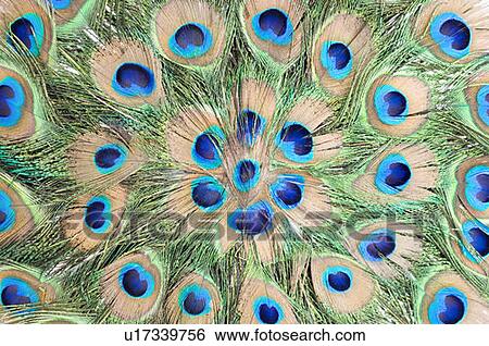 Stock Photograph - Close-up of feathers of a peacock. Fotosearch