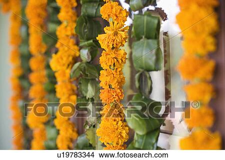 Close-up of flower garlands hanging on a door View Large Photo Image Picture - Close-up of flower garlands hanging on a door. Fotosearch