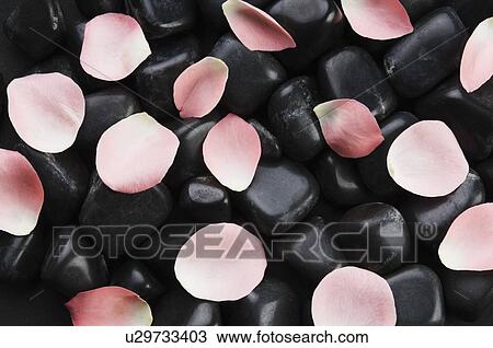 Close-up of flower petals View Large Photo Image Stock Image - Close-up of flower petals. Fotosearch