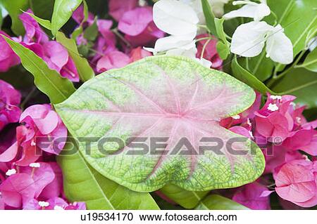 Close-up of leaves and flowers View Large Photo Image Stock Image - Close-up of leaves and flowers. Fotosearch