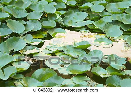 Close-up of lily pads in a pond View Large Photo Image Stock Image - Close-up of lily pads in a pond. Fotosearch