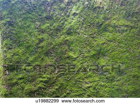 Stock Photo - Close-up of moss on a rock. Fotosearch