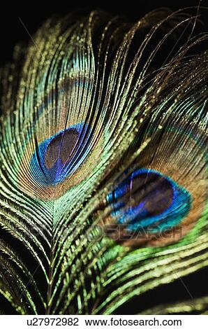 Stock Image - Close-up of peacock feathers. Fotosearch