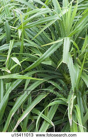 Stock Image - Close-up of plants. Fotosearch