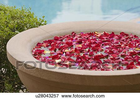 Stock Photo - Close-up of rose petals floating in a bathtub. Fotosearch