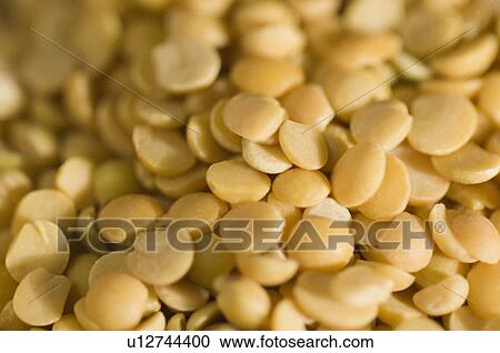 Close-up of Split Bengal grams View Large Photo Image Stock Image - Close-up of Split Bengal grams. Fotosearch