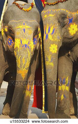 Picture - Close-up of two decorated elephants. Fotosearch