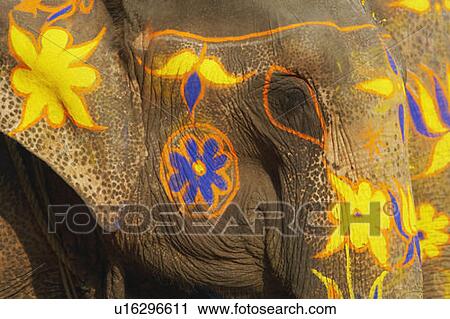 Close-up of two decorated elephants View Large Photo Image Stock Image - Close-up of two decorated elephants. Fotosearch