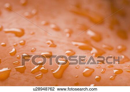 Stock Image - Close-up of water droplets on an orange surface. Fotosearch